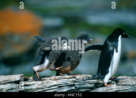 Adelie Penguin Pygoscelis Adeliae Erwachsenen gejagt von hungrigen Küken bei Schindel Bucht Livingston Island Antarktis Januar Stockfoto