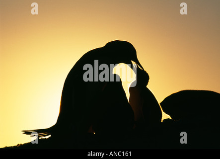 Gentoo Penguin Pygoscelis Papua Erwachsenen mit jungen Silhouette bei Sonnenuntergang auf Petermann Island antarktischen Halbinsel Januar Stockfoto