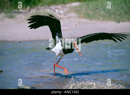 Schwarzer Storch Ciconia Nigra Angeln seichten Fluss Lesbos Griechenland April Stockfoto