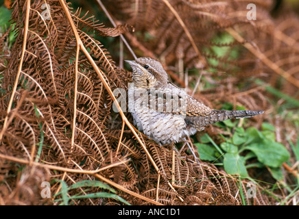 Wendehals-Jynx Torquilla Migrant Isles of Scilly Oktober Stockfoto