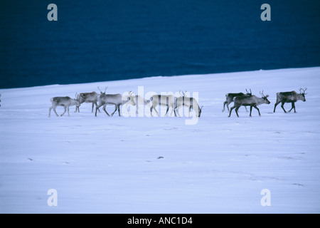 Rentier Rangifer Tarandius Überquerung Schnee bedeckten Berge Lappland winter Stockfoto