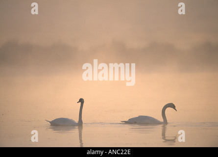 Höckerschwan Cygnus Olor paar bei Sonnenaufgang auf See im Richmond Park in London Stockfoto
