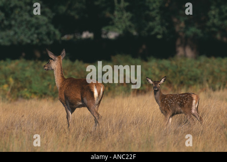 Rothirsch Cervus Elaphus weiblich mit Kitz UK-Herbst Stockfoto
