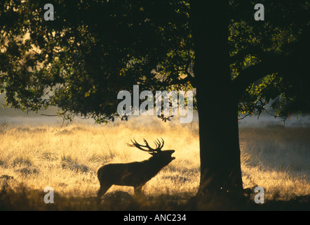 Rothirsch Cervus Elaphus Hirsch brüllen im Morgengrauen UK Herbst Stockfoto