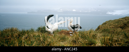 Wanderalbatros Diomedia Exulans paar auf Hügel bei Albatros Insel Male anzeigen Bay Inseln Südgeorgien Stockfoto