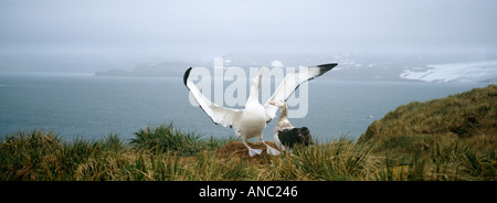 Wanderalbatros Diomedia Exulans paar auf Hügel auf Albatros Insel männlichen Anzeigen von Süd-Georgien Stockfoto
