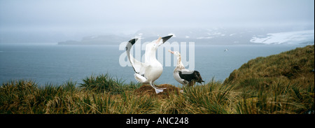 Wanderalbatros Diomedia Exulans paar auf Hügel auf Albatros Insel männlichen Anzeigen von Süd-Georgien Stockfoto