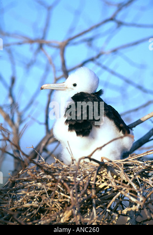 Herrliche Frigatebird Fregata magnificens gut gewachsenen Küken im Nest Galapagos ist Südamerika Stockfoto