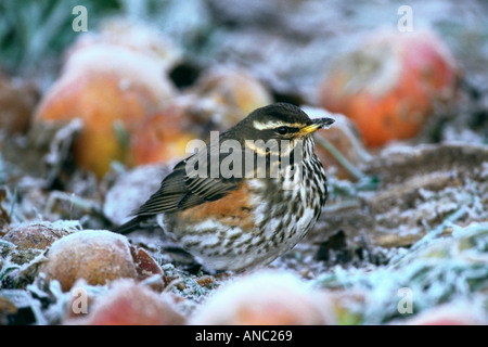 Rotdrossel Turdus Iliacus Fütterung auf Äpfel im Obstgarten auf eisigen Herbsttag UK Stockfoto