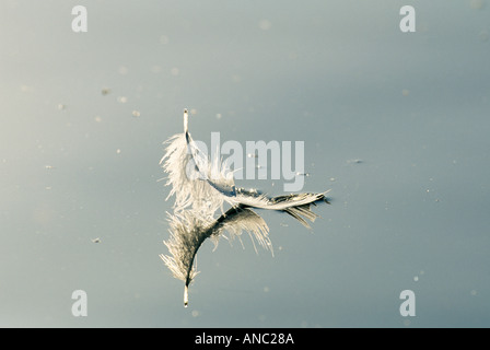 Höckerschwan Cygnus Olor Feder schwimmt auf Wasser Oberfläche UK Stockfoto