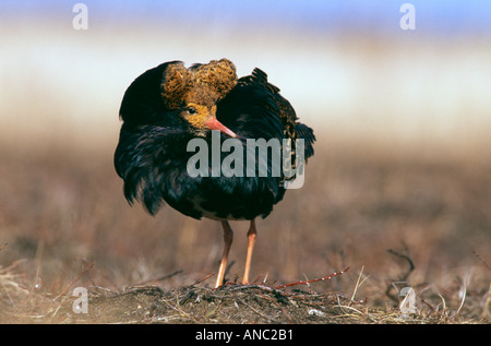 Kampfläufer Philomachus Pugnax männlich in der Zucht Gefieder am Lek Finnland Frühjahr Stockfoto