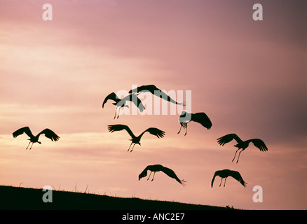 Gemeinsamen Kraniche Grus Grus Herde ausziehen in der Abenddämmerung April ins Quartier Hornsborga Schweden Stockfoto