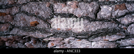 Nahaufnahme der Rinde der Scots Kiefer Speyside-Schottland Stockfoto