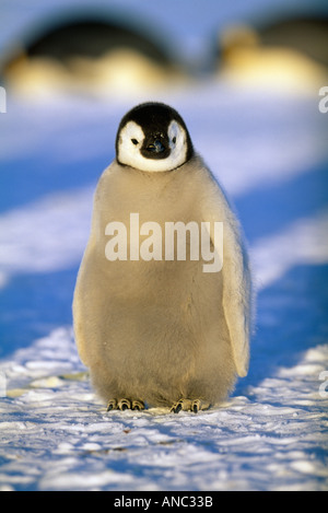 Kaiser-Pinguin Aptenodytes Fosteri Küken Weddellmeer Antarktis Stockfoto