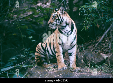 wilden Bengal-Tiger-Panthera Tigris einjähriges Jungtier Bandhavgarh NP Indien Stockfoto