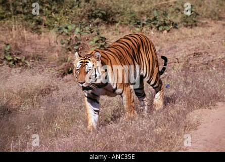 wilden Bengal-Tiger-Panthera Tigris Männchen zu Fuß entlang der Strecke in Bandhavgarh NP Indien Stockfoto