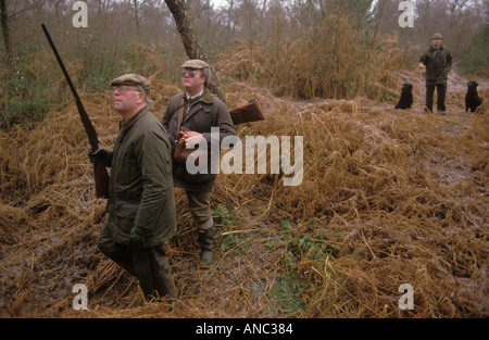 Fasanenschießen Privatbesitz Lancashire die Waffe ist der Schütze mit Gewehr und Lader mit Patronen. Das Picker Obermaterial mit funktionierenden Waffenhunden 1980er Stockfoto