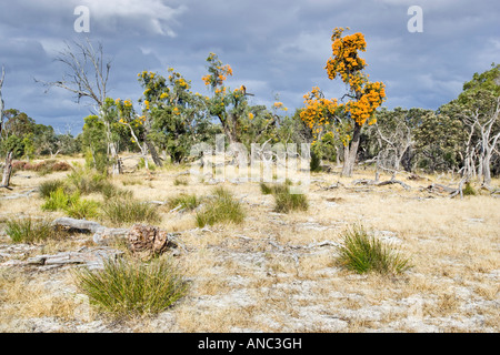 Western Australian Christmas Trees (Nuytsia Floribunda) wächst im westlichen australischen Buschland nördlich von Perth. Stockfoto