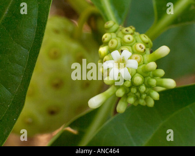 Noni Heilpflanze mit Blumen, Panama Stockfoto