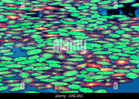 V00034 Tiff Blätter der Seerosen in der Nähe von Florence Oregon Stockfoto