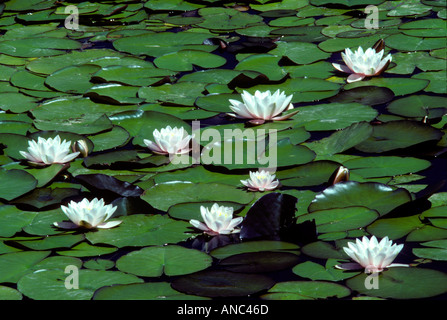 V00036 Tif Seerosen im Teich in der Nähe von Florence Oregon Stockfoto