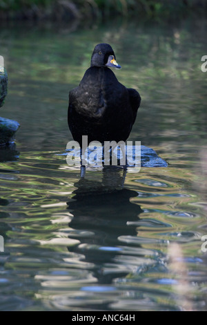 Gemeinsamen Scoter Melanitta Nigra erwachsenen männlichen Gefangenen Stockfoto