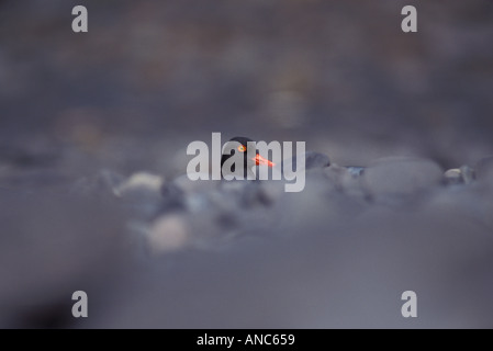 Schwarze Austernfischer Haematopus Bachmani Höchststand aus Strand Kies Kenai Fjords Nationalpark Alaska USA Stockfoto