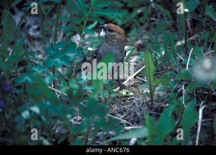 Weiße winged Gegenwechsel Loxia Leucoptera unreifen Fütterung auf Löwenzahn Samen Kachemak Bay State Park Alaska Stockfoto