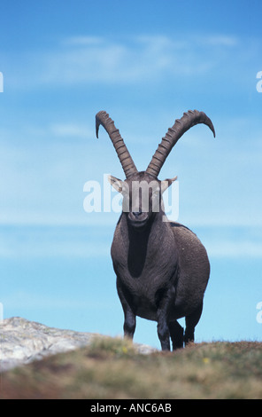 Grossen Ibex männliche Schweizer Alpen Schweiz Stockfoto