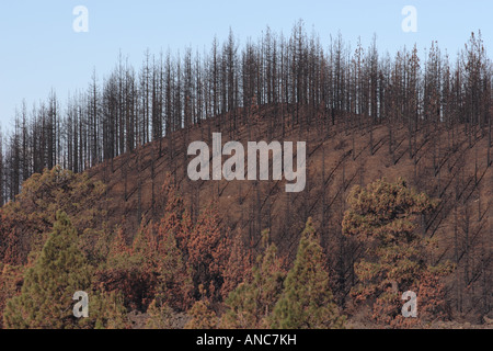 Bereich der verbrannten Kiefern auf einem Hügel in der Corona forestal auf Teneriffa in der Waldbrände 2007 Kanaren beschädigt Stockfoto