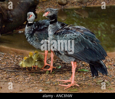 Südlichen Screamer mit Küken Chauna Torquata - in Gefangenschaft Stockfoto