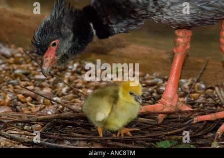 Südlichen Screamer mit Küken Chauna Torquata - in Gefangenschaft Stockfoto