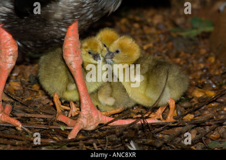 Südlichen Screamer mit Küken Chauna Torquata - in Gefangenschaft Stockfoto