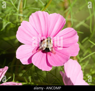 Brauner Gürtel Bumble Bee Bombus griseocollis Stockfoto