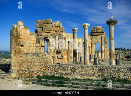 Storchennest auf Roman Basilica Ruinen von Volubilis Marokko Stockfoto