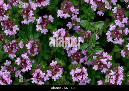 Thymus Praecox Subspecies Polytrichus Stockfoto