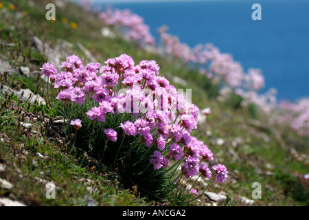 Wilde Sparsamkeit Blumen wachsen auf Klippe Rand Portland Dorset England UK Stockfoto