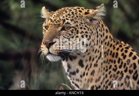 Weibliche Leoparden auf den Ebenen der Masi Mara in der Morgendämmerung Stockfoto