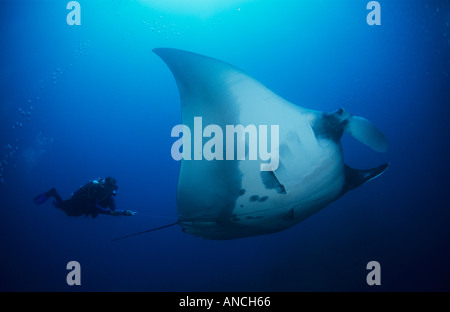 Taucher sucht, einen riesigen Manta zu befreien, der in der Angelschnur, größten Mitglieder der Familie Ray verheddert hat. Wachsen Sie, um mehr als 5,5 m breit. Th Stockfoto