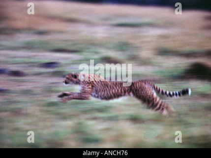 Gepard Jagd auf 70 km/h 110 Kmh schnellste Landsäugetier Stockfoto