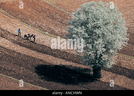 Die Bauern Pflügen die Feld primitive Art und Weise im Frühjahr, Denizli-Türkei. Stockfoto