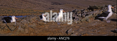 Black-browed Albatros Diomedea Melanophris Falkland Stockfoto
