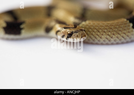 Gemeinsamen jungen Kukri Schlange auf weiß Stockfoto