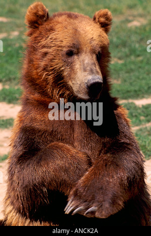 Grizzly Bär (Ursus Arctos Horribilis) mit gefalteten Armen, in Gefangenschaft Stockfoto