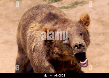 Kodiak Bear aka Alaska Grizzly Bear und Alaska Braunbär (Ursus Arctos Middendorffi) Gähnen - nordamerikanische Wildtiere Stockfoto