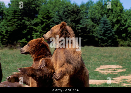 Kodiak Bear aka Alaska Grizzly Bear und Alaska Braunbär (Ursus Arctos Middendorffi) stehen - nordamerikanische Wildtiere Stockfoto