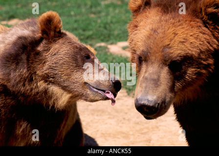 Kodiak Bear aka Alaska Grizzly Bear und Alaska Braunbär (Ursus Arctos Middendorffi) spielen - nordamerikanische Wildtiere Stockfoto