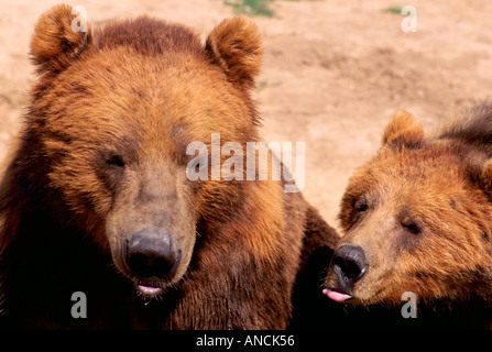 Kodiak Bear aka Alaska Grizzly Bear und Alaska Braunbär (Ursus Arctos Middendorffi) spielen - nordamerikanische Wildtiere Stockfoto