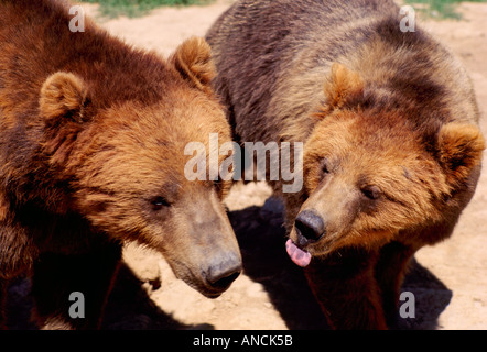 Kodiak Bear aka Alaska Grizzly Bear und Alaska Braunbär (Ursus Arctos Middendorffi) spielen - nordamerikanische Wildtiere Stockfoto