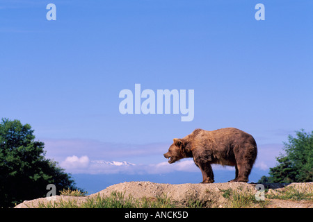 Kodiak Bear aka Alaska Grizzly Bear und Alaska Braunbär (Ursus Arctos Middendorffi) auf Ridge - nordamerikanische Wildtiere Stockfoto